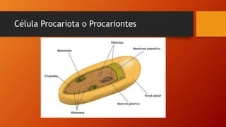 Célula Procariota o Procariontes
 