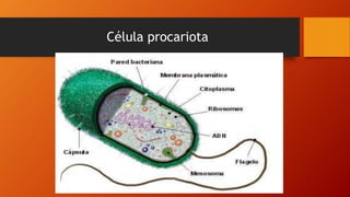 Célula procariota
 