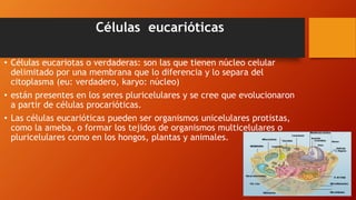 Células eucarióticas
• Células eucariotas o verdaderas: son las que tienen núcleo celular
delimitado por una membrana que lo diferencia y lo separa del
citoplasma (eu: verdadero, karyo: núcleo)
• están presentes en los seres pluricelulares y se cree que evolucionaron
a partir de células procarióticas.
• Las células eucarióticas pueden ser organismos unicelulares protistas,
como la ameba, o formar los tejidos de organismos multicelulares o
pluricelulares como en los hongos, plantas y animales.
 