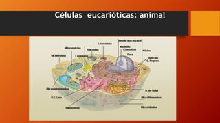 Células eucarióticas: animal
 