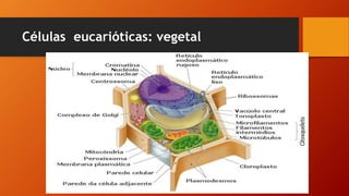 Células eucarióticas: vegetal
 