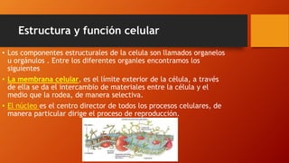 Estructura y función celular
• Los componentes estructurales de la celula son llamados organelos
u orgánulos . Entre los diferentes organles encontramos los
siguientes
• La membrana celular, es el límite exterior de la célula, a través
de ella se da el intercambio de materiales entre la célula y el
medio que la rodea, de manera selectiva.
• El núcleo es el centro director de todos los procesos celulares, de
manera particular dirige el proceso de reproducción.
 