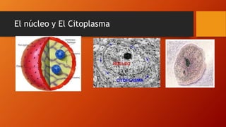El núcleo y El Citoplasma
 