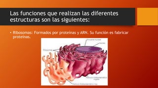 Las funciones que realizan las diferentes
estructuras son las siguientes:
• Ribosomas: Formados por proteínas y ARN. Su función es fabricar
proteínas.
 