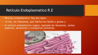 Retículo Endoplasmatico R.E
• Retículo endoplásmico: Hay dos tipos:
• el liso, sin ribosomas, que fabrica los lípidos y grasas y
• el retículo endoplásmico rugoso, tapizado de ribosomas. Juntos
elaboran, almacenan y transportan proteínas.
 