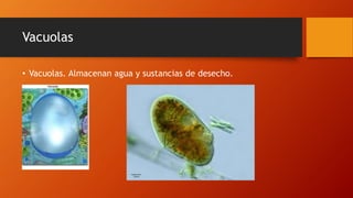 Vacuolas
• Vacuolas. Almacenan agua y sustancias de desecho.
 