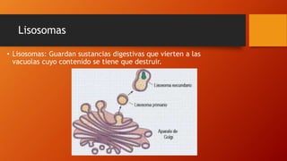 Lisosomas
• Lisosomas: Guardan sustancias digestivas que vierten a las
vacuolas cuyo contenido se tiene que destruir.
 