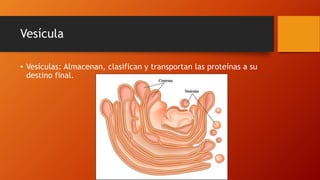 Vesícula
• Vesículas: Almacenan, clasifican y transportan las proteínas a su
destino final.
 