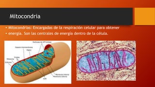 Mitocondria
• Mitocondrias: Encargadas de la respiración celular para obtener
• energía. Son las centrales de energía dentro de la célula.
 