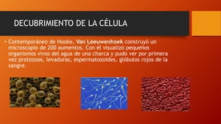 DECUBRIMIENTO DE LA CÉLULA
• Contemporáneo de Hooke, Van Leeuwenhoek construyó un
microscopio de 200 aumentos. Con él visualizó pequeños
organismos vivos del agua de una charca y pudo ver por primera
vez protozoos, levaduras, espermatozoides, glóbulos rojos de la
sangre.
 