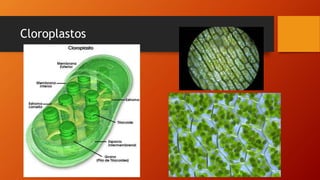 Cloroplastos
 