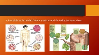 • La celula es la unidad básica y estructural de todos los seres vivos.
 