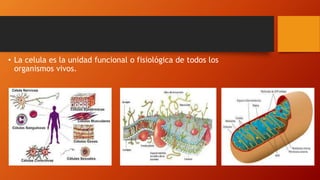 • La celula es la unidad funcional o fisiológica de todos los
organismos vivos.
 