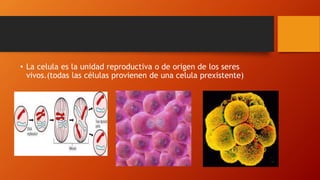 • La celula es la unidad reproductiva o de origen de los seres
vivos.(todas las células provienen de una celula prexistente)
 