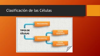 Clasificación de las Células
 