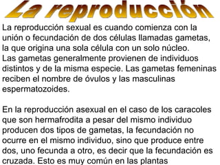 La reproducción sexual es cuando comienza con la unión o fecundación de dos células llamadas gametas, la que origina una sola célula con un solo núcleo. Las gametas generalmente provienen de individuos distintos y de la misma especie. Las gametas femeninas reciben el nombre de óvulos y las masculinas espermatozoides.  En la reproducción asexual en el caso de los caracoles que son hermafrodita a pesar del mismo individuo producen dos tipos de gametas, la fecundación no ocurre en el mismo individuo, sino que produce entre dos, uno fecunda a otro, es decir que la fecundación es cruzada. Esto es muy común en las plantas La reproducción  