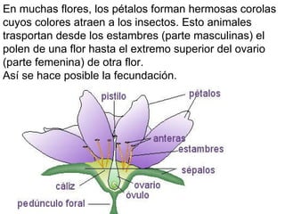 En muchas flores, los pétalos forman hermosas corolas cuyos colores atraen a los insectos. Esto animales trasportan desde los estambres (parte masculinas) el polen de una flor hasta el extremo superior del ovario (parte femenina) de otra flor. Así se hace posible la fecundación. 