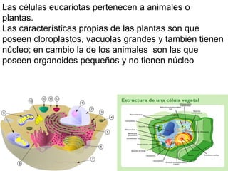 Las células eucariotas pertenecen a animales o  plantas.  Las características propias de las plantas son que poseen cloroplastos, vacuolas grandes y también tienen núcleo; en cambio la de los animales  son las que poseen organoides pequeños y no tienen núcleo 