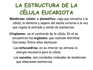 ORGANISMOS UNICELULARES Y PLURICELULARES Los organismos  unicelulares  tienen un tamaño variable pero siempre  microscópico,  su  única célula  es capaz de realizar todas las funciones de un ser vivo. 
