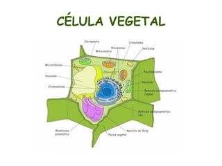 Los componentes comunes a todas las células eucariotas son: 