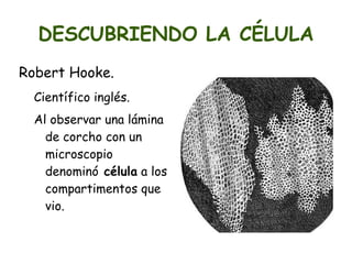 Observó los animáculos. (hoy microorganismos) 