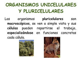 DESCUBRIENDO LA CÉLULA Robert Hooke. Científico inglés. 