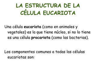 Al observar una lámina de corcho con un microscopio denominó  célula  a los compartimentos que vio. 