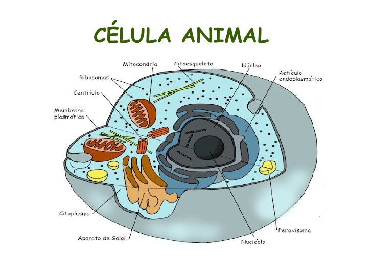 Partes De La Celula Animal En Ingles Para Niños - Compartir Celular