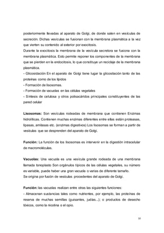 10
posteriormente llevadas al aparato de Golgi, de donde salen en vesículas de
secreción. Dichas vesículas se fusionan con la membrana plasmática a la vez
que vierten su contenido al exterior por exocitosis.
Durante la exocitosis la membrana de la vesícula secretora se fusiona con la
membrana plasmática. Esto permite reponer los componentes de la membrana
que se pierden en la endocitosis, lo que constituye un reciclaje de la membrana
plasmática.
- Glicosidación En el aparato de Golgi tiene lugar la glicosilación tanto de las
proteínas como de los lípidos
- Formación de lisosomas.
- Formación de vacuolas en las células vegetales
- Síntesis de celulosa y otros polisacáridos principales constituyentes de las
pared celular
Lisosomas: Son vesículas rodeadas de membrana que contienen Enzimas
hidrolíticas. Contienen muchas enzimas diferentes entre ellas están proteasas,
lipasas, amilasas etc. (enzimas digestivos) Los lisosomas se forman a partir de
vesículas que se desprenden del aparato de Golgi.
Función: La función de los lisosomas es intervenir en la digestión intracelular
de macromoléculas.
Vacuolas: Una vacuola es una vesícula grande rodeada de una membrana
llamada tonoplasto Son orgánulos típicos de las células vegetales, su número
es variable, puede haber una gran vacuola o varias de diferente tamaño.
Se origina por fusión de vesículas procedentes del aparato de Golgi.
Función: las vacuolas realizan entre otras las siguientes funciones:
- Almacenan sustancias tales como nutrientes, por ejemplo, las proteínas de
reserva de muchas semillas (guisantes, judías...); o productos de desecho
tóxicos, como la nicotina o el opio.
 