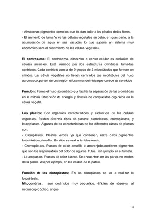 11
- Almacenan pigmentos como los que les dan color a los pétalos de las flores.
- El aumento de tamaño de las células vegetales se debe, en gran parte, a la
acumulación de agua en sus vacuolas lo que supone un sistema muy
económico para el crecimiento de las células vegetales.
El centrosoma: El centrosoma, citocentro o centro celular es exclusivo de
células animales. Está formado por dos estructuras cilíndricas llamadas
centriolos. Cada centríolo consta de 9 grupos de 3 microtúbulos que forman un
cilindro. Las célula vegetales no tienen centríolos Los micrtúbulos del huso
acromático, parten de una región difusa (mal definida) que carece de centríolos
Función: Forma el huso acromático que facilita la separación de las cromátidas
en la mitosis Obtención de energía y síntesis de compuestos orgánicos en la
célula vegetal.
Los plastos: Son orgánulos característicos y exclusivos de las células
vegetales. Existen diversos tipos de plastos: cloroplastos, cromoplastos, y
leucoplastos. Algunas de las características de las diferentes clases de plastos
son:
- Cloroplastos. Plastos verdes ya que contienen, entre otros pigmentos
fotosintéticos,clorofila. En ellos se realiza la fotosíntesis.
- Cromoplastos. Plastos de color amarillo o anaranjado,contienen pigmentos
que son los responsables del color de algunos frutos, por ejemplo en el tomate.
- Leucoplastos. Plastos de color blanco. Se encuentran en las partes no verdes
de la planta. Así por ejemplo, en las células de la patata.
Función de los cloroplastos: En los cloroplastos se va a realizar la
fotosíntesis.
Mitocondrias: son orgánulos muy pequeños, difíciles de observar al
microscopio óptico, al que
 