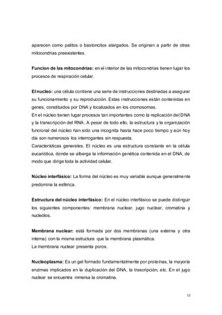 12
aparecen como palitos o bastoncitos alargados. Se originan a partir de otras
mitocondrias preexistentes.
Funcion de las mitocondrias: en el interior de las mitocondrias tienen lugar los
procesos de respiración celular.
El nucleo: una célula contiene una serie de instrucciones destinadas a asegurar
su funcionamiento y su reproducción. Estas instrucciones están contenidas en
genes, constituidos por DNA y localizados en los cromosomas.
En el núcleo tienen lugar procesos tan importantes como la replicación del DNA
y la transcripción del RNA. A pesar de todo ello, la estructura y la organización
funcional del núcleo han sido una incognita hasta hace poco tiempo y aún hoy
día son numerosos los interrogantes sin respuesta.
Características generales. El núcleo es una estructura constante en la célula
eucariótica, donde se alberga la información genética contenida en el DNA, de
modo que dirige toda la actividad celular.
Núcleo interfásico: La forma del núcleo es muy variable aunque generalmente
predomina la esférica.
Estructura del núcleo interfásico: En el núcleo interfásico se puede distinguir
los siguientes componentes: membrana nuclear, jugo nuclear, cromatina y
nucleólos.
Membrana nuclear: está formada por dos membranas (una externa y otra
interna) con la misma estructura que la membrana plasmática.
La membrana nuclear presenta poros.
Nucleoplasma: Es un gel formado fundamentalmente por proteínas, la mayoría
enzimas implicados en la duplicación del DNA, la trascripción, etc. En el jugo
nuclear se encuentra inmersa la cromatina.
 