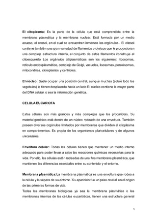 5
El citoplasma: Es la parte de la célula que está comprendida entre la
membrana plasmática y la membrana nuclear. Está formada por un medio
acuoso, el citosol, en el cual se encuentran inmersos los orgánulos . El citosol
contiene también una gran variedad de filamentos proteicos que le proporcionan
una compleja estructura interna, el conjunto de estos filamentos constituye el
citoesqueleto Los orgánulos citiplasmáticos son los siguientes: ribosomas,
retículo endosplasmático, complejo de Golgi, vacuolas, lisosomas, peroxisomas,
mitocondrias, cloroplastos y centriolos.
El núcleo: Suele ocupar una posición central, aunque muchas (sobre todo las
vegetales) lo tienen desplazado hacia un lado El núcleo contiene la mayor parte
del DNA celular o sea la información genética.
CELULA EUCARIOTA
Estas células son más grandes y más complejas que las procariotas. Su
material genético está dentro de un núcleo rodeado de una envoltura. También
poseen diversos orgánulos limitados por membranas que dividen al citoplasma
en compartimentos. Es propia de los organismos pluricelulares y de algunos
unicelulares.
Envoltura celular: Todas las células tienen que mantener un medio interno
adecuado para poder llevar a cabo las reacciones químicas necesarias para la
vida. Por ello, las células están rodeadas de una fina membrana plasmática, que
mantienen las diferencias esenciales entre su contenido y el entorno.
Membrana plasmática:La membrana plasmática es una envoltura que rodea a
la célula y la separa de su entorno. Su aparición fue un paso crucial en el origen
de las primeras formas de vida.
Todas las membranas biológicas ya sea la membrana plasmática o las
membranas internas de las células eucarióticas, tienen una estructura general
 