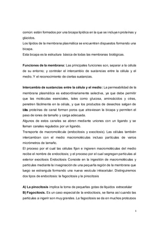 6
común: están formados por una bicapa lipídica en la que se incluyen proteínas y
glúcidos.
Los lípidos de la membrana plasmática se encuentran dispuestos formando una
bicapa.
Esta bicapa es la estructura básica de todas las membranas biológicas.
Funciones de la membrana: Las principales funciones son, separar a la célula
de su entorno; y controlar el intercambio de sustancias entre la célula y el
medio. Y el reconocimiento de ciertas sustancias.
Intercambio de sustancias entre la célula y el medio: La permeabilidad de la
membrana plasmática es extraordinariamente selectiva, ya que debe permitir
que las moléculas esenciales, tales como glucosa, aminoácidos y otras,
penetren fácilmente en la célula, y que los productos de desechos salgan de
ella.Las proteínas de canal forman poros que atraviesan la bicapa y permiten el
paso de iones de tamaño y carga adecuada.
Algunos de estos canales se abren mediante uniones con un ligando y se
llaman canales regulados por un ligando.
Transporte de macromolécula (endocitosis y exocitosis). Las células también
intercambian con el medio macromoléculas incluso partículas de varios
micrómetros de tamaño.
El proceso por el cual las células fijan e ingieren macromoléculas del medio
recibe el nombre de endocitosis; y el proceso por el cual segregan partículas al
exterior exocitosis Endocitosis Consiste en la ingestión de macromoléculas y
partículas mediante la invaginación de una pequeña región de la membrana que
luego se estrangula formando una nueva vesícula intracelular. Distinguiremos
dos tipos de endocitosis: la fagocitosis y la pinocitosis
A) La pinocitosis implica la toma de pequeñas gotas de líquidos extracelular
B) Fagocitosis. Es un caso especial de la endocitosis, se llama así cuando las
partículas a ingerir son muy grandes. La fagocitosis se da en muchos protozoos
 
