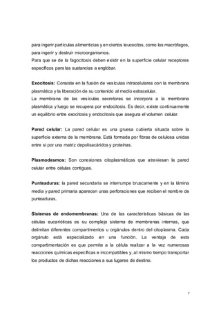 7
para ingerir partículas alimenticias y en ciertos leucocitos, como los macrófagos,
para ingerir y destruir microorganismos.
Para que se de la fagocitosis deben existir en la superficie celular receptores
específicos para las sustancias a englobar.
Exocitosis: Consiste en la fusión de vesículas intracelulares con la membrana
plasmática y la liberación de su contenido al medio extracelular.
La membrana de las vesículas secretoras se incorpora a la membrana
plasmática y luego se recupera por endocitosis. Es decir, existe continuamente
un equilibrio entre exocitosis y endocitosis que asegura el volumen celular.
Pared celular: La pared celular es una gruesa cubierta situada sobre la
superficie externa de la membrana. Está formada por fibras de celulosa unidas
entre si por una matriz depolisacáridos y proteínas.
Plasmodesmos: Son conexiones citoplasmáticas que atraviesan la pared
celular entre células contiguas.
Punteaduras: la pared secundaria se interrumpe bruscamente y en la lámina
media y pared primaria aparecen unas perforaciones que reciben el nombre de
punteaduras.
Sistemas de endomembranas: Una de las características básicas de las
células eucarióticas es su complejo sistema de membranas internas, que
delimitan diferentes compartimentos u orgánulos dentro del citoplasma. Cada
orgánulo está especializado en una función. La ventaja de esta
compartimentación es que permite a la célula realizar a la vez numerosas
reacciones químicas específicas e incompatibles y, al mismo tiempo transportar
los productos de dichas reacciones a sus lugares de destino.
 