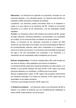 8
Ribosomas: Los ribosomas son orgánulos muy pequeños, formados por una
subunidad pequeña y una subunidad grande. Un ribosoma está formado por
moléculas de RNA asociadas a moléculas de proteínas.
Localización. Los ribosomas pueden encontrarse libres en el citoplasma o
unidos a la cara externa de la membrana del RE. También se encuentran
ribosomas en el interior de las mitocondrias y de los cloroplastos (células
vegetales).
Función: Los ribosomas unidos al RE sintetizan las proteínas del RE, aparato
de Golgi, lisosomas, membrana plasmática y las destinadas a ser secretadas
por la célula. En los ribosomas libres se sintetizan las demás proteínas.
Origen. La formación de los ribosomas comprende la síntesis del RNA
ribosómico, que tiene lugar en el nucleolo, así como el ensamblaje de rRNA con
las correspondientes proteínas, éstas fueron sintetizadas en el citoplasma y
entran en el núcleo por los poros. A continuación este ensamblaje se parte para
dar lugar a las dos subunidades que constituyen a los ribosomas, y a
continuación las dos subunidades salen al citoplasma por los poros.
Retículo endoplasmático: El retículo endoplasmático (RE) está formado por
una serie de sáculos y tubos aplastados que recorren el citoplasma.
La membrana del RE puede tener ribosomas adheridos a la parte externa, o no
tenerlos; lo que permite distinguir dos tipos de RE: el RE rugoso que posee
ribosomas adheridos a su membrana, y el RE liso que no los posee.
Retículo endoplasmático rugoso. El RE rugoso está recubierto exteriormente
por ribosomas dedicados a la síntesis de proteínas. El RE rugoso está muy
desarrollado en las células secretoras.
Funciones Las principales funciones del RE rugoso son:
A) Síntesis de proteínas: Los ribosomas unidos a las membranas del RE se
dedican a la síntesis de proteínas que son simultáneamente trasladadas al
interior del RE. Estas proteínas son de dos tipos:
 