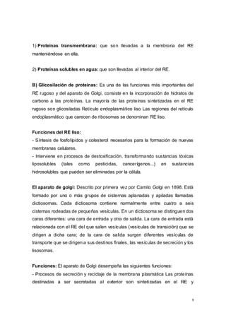 9
1) Proteínas transmembrana: que son llevadas a la membrana del RE
manteniéndose en ella.
2) Proteínas solubles en agua: que son llevadas al interior del RE.
B) Glicosilación de proteínas: Es una de las funciones más importantes del
RE rugoso y del aparato de Golgi, consiste en la incorporación de hidratos de
carbono a las proteínas. La mayoría de las proteínas sintetizadas en el RE
rugoso son glicosiladas Retículo endoplasmático liso Las regiones del retículo
endoplasmático que carecen de ribosomas se denominan RE liso.
Funciones del RE liso:
- Síntesis de fosfolípidos y colesterol necesarios para la formación de nuevas
membranas celulares.
- Interviene en procesos de destoxificación, transformando sustancias tóxicas
liposolubles (tales como pesticidas, cancerígenos...) en sustancias
hidrosolubles que pueden ser eliminadas por la célula.
El aparato de golgi: Descrito por primera vez por Camilo Golgi en 1898. Está
formado por uno o más grupos de cisternas aplanadas y apiladas llamadas
dictiosomas. Cada dictiosoma contiene normalmente entre cuatro a seis
cisternas rodeadas de pequeñas vesículas. En un dictiosoma se distinguen dos
caras diferentes: una cara de entrada y otra de salida. La cara de entrada está
relacionada con el RE del que salen vesículas (vesículas de transición) que se
dirigen a dicha cara; de la cara de salida surgen diferentes vesículas de
transporte que se dirigen a sus destinos finales, las vesículas de secreción y los
lisosomas.
Funciones: El aparato de Golgi desempeña las siguientes funciones:
- Procesos de secreción y reciclaje de la membrana plasmática Las proteínas
destinadas a ser secretadas al exterior son sintetizadas en el RE y
 