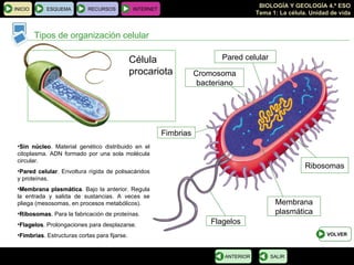 Tipos de organización celular Célula procariota Pared celular Membrana plasmática Cromosoma bacteriano Ribosomas Flagelos Fimbrias Sin núcleo . Material genético distribuido en el citoplasma. ADN formado por una sola molécula circular. Pared celular . Envoltura rígida de polisacáridos y proteínas. Membrana plasmática . Bajo la anterior. Regula la entrada y salida de sustancias. A veces se pliega (mesosomas, en procesos metabólicos). Ribosomas . Para la fabricación de proteínas. Flagelos . Prolongaciones para desplazarse. Fimbrias . Estructuras cortas para fijarse. INICIO ESQUEMA RECURSOS INTERNET SALIR ANTERIOR VOLVER 