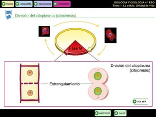 División del citoplasma (citocinesis) Fase M División del citoplasma (citocinesis) Estrangulamiento INICIO ESQUEMA RECURSOS INTERNET SALIR ANTERIOR VOLVER 