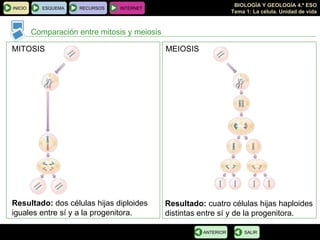 Comparación entre mitosis y meiosis MITOSIS MEIOSIS Resultado:  dos células hijas diploides iguales entre sí y a la progenitora. Resultado:  cuatro células hijas haploides distintas entre sí y de la progenitora. INICIO ESQUEMA RECURSOS INTERNET SALIR ANTERIOR 