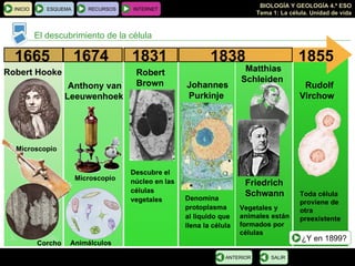 El descubrimiento de la célula 1665 Robert Hooke Microscopio Corcho 1674 Anthony van Leeuwenhoek Microscopio Animálculos 1831 Robert  Brown Descubre el núcleo en las células vegetales 1838 Johannes Purkinje   Denomina protoplasma al liquido que llena la célula Vegetales y animales están formados por células   Matthias Schleiden  Friedrich Schwann 1855 Rudolf Virchow   Toda célula proviene de otra preexistente INICIO ESQUEMA RECURSOS INTERNET SALIR ANTERIOR ¿Y en 1899? 