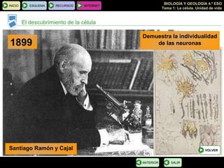 El descubrimiento de la célula 1899 Demuestra la individualidad  de las neuronas Santiago Ramón y Cajal INICIO ESQUEMA RECURSOS INTERNET SALIR ANTERIOR VOLVER 