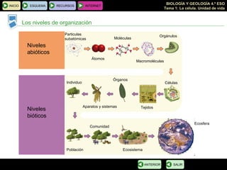 Los niveles de organización Niveles abióticos Niveles bióticos Particulas subatómicas Átomos Moléculas Macromoléculas Orgánulos Células Tejidos Órganos Aparatos y sistemas Individuo Población Comunidad Ecosistema Ecosfera INICIO ESQUEMA RECURSOS INTERNET SALIR ANTERIOR 