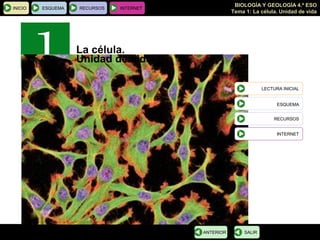 BIOLOGÍA Y GEOLOGÍA 4.º ESO
INICIO   ESQUEMA   RECURSOS   INTERNET
                                                    Tema 1: La célula. Unidad de vida




                   La célula.
                   Unidad de vida

                                                                 LECTURA INICIAL


                                                                       ESQUEMA


                                                                     RECURSOS


                                                                       INTERNET




                                         ANTERIOR        SALIR
 
