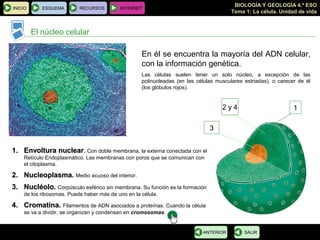 BIOLOGÍA Y GEOLOGÍA 4.º ESO
Tema 1: La célula. Unidad de vida
INICIO ESQUEMA RECURSOS INTERNET
El núcleo celular
SALIRANTERIOR
12 y 4
3
En él se encuentra la mayoría del ADN celular,
con la información genética.
Las células suelen tener un solo núcleo, a excepción de las
polinucleadas (en las células musculares estriadas), o carecer de él
(los glóbulos rojos).
1.1. Envoltura nuclearEnvoltura nuclear. Con doble membrana, la externa conectada con el
Retículo Endoplasmático. Las membranas con poros que se comunican con
el citoplasma.
2.2. NucleoplasmaNucleoplasma. Medio acuoso del interior.
3.3. Nucléolo.Nucléolo. Corpúsculo esférico sin membrana. Su función es la formación
de los ribosomas. Puede haber más de uno en la célula.
4.4. Cromatina.Cromatina. Filamentos de ADN asociados a proteínas. Cuando la célula
se va a dividir, se organizan y condensan en cromosomas.
 