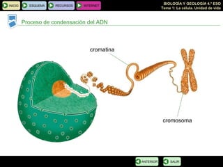 BIOLOGÍA Y GEOLOGÍA 4.º ESO
Tema 1: La célula. Unidad de vida
Proceso de condensación del ADN
INICIO ESQUEMA RECURSOS INTERNET
SALIRANTERIOR
cromatina
cromosoma
 