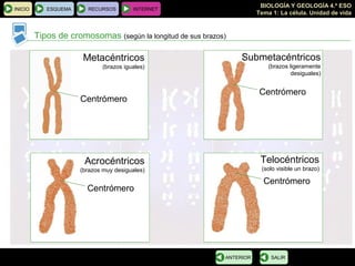 BIOLOGÍA Y GEOLOGÍA 4.º ESO
Tema 1: La célula. Unidad de vida
INICIO ESQUEMA RECURSOS INTERNET
Tipos de cromosomas (según la longitud de sus brazos)
SALIRANTERIOR
Metacéntricos
(brazos iguales)
Centrómero
Submetacéntricos
(brazos ligeramente
desiguales)
Centrómero
Centrómero
Centrómero
Acrocéntricos
(brazos muy desiguales)
Telocéntricos
(solo visible un brazo)
 