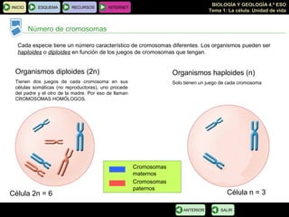 BIOLOGÍA Y GEOLOGÍA 4.º ESO
Tema 1: La célula. Unidad de vida
Número de cromosomas
INICIO ESQUEMA RECURSOS INTERNET
SALIRANTERIOR
Célula 2n = 6 Célula n = 3
Cromosomas
maternos
Cromosomas
paternos
Organismos haploides (n)
Solo tienen un juego de cada cromosoma
Organismos diploides (2n)
Tienen dos juegos de cada cromosoma en sus
células somáticas (no reproductoras), uno procede
del padre y el otro de la madre. Por eso de llaman
CROMOSOMAS HOMÓLOGOS.
Cada especie tiene un número característico de cromosomas diferentes. Los organismos pueden ser
haploides o diploides en función de los juegos de cromosomas que tengan.
 