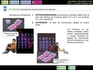BIOLOGÍA Y GEOLOGÍA 4.º ESO
Tema 1: La célula. Unidad de vida
INICIO ESQUEMA RECURSOS INTERNET
El cariotipo (conjunto de cromosomas de una especie)
SALIRANTERIOR
Heterocromosomas
masculinos
Heterocromosomas
femeninos
Dos tipos de cromosomas: 1. HETEROCROMOSOMAS (cromosomas sexuales).-determinan el
sexo del individuo. En humanos están el X y el Y. Los hombres
XY, y las mujeres XX.
2. AUTOSOMAS.- el resto de cromosomas, iguales en ambos
sexos.
Los humanos en las
células somáticas (todas
menos espermatozoides
u óvulos) tenemos 23
parejas de cromosomas
(22 son autosomas y una
heterocromosomas)
 