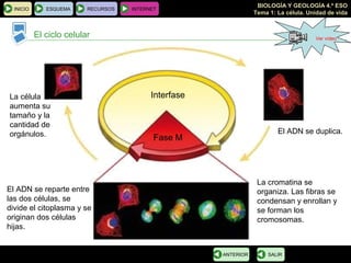 BIOLOGÍA Y GEOLOGÍA 4.º ESO
Tema 1: La célula. Unidad de vida
INICIO ESQUEMA RECURSOS INTERNET
El ciclo celular
SALIRANTERIOR
Interfase
Fase M
La célula
aumenta su
tamaño y la
cantidad de
orgánulos. El ADN se duplica.
El ADN se reparte entre
las dos células, se
divide el citoplasma y se
originan dos células
hijas.
La cromatina se
organiza. Las fibras se
condensan y enrollan y
se forman los
cromosomas.
Ver vídeo
 