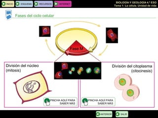 BIOLOGÍA Y GEOLOGÍA 4.º ESO
Tema 1: La célula. Unidad de vida
INICIO ESQUEMA RECURSOS INTERNET
Fases del ciclo celular
SALIRANTERIOR
Fase M
División del núcleo
(mitosis)
PINCHA AQUÍ PARA
SABER MÁS
PINCHA AQUÍ PARA
SABER MÁS
División del citoplasma
(citocinesis)
 